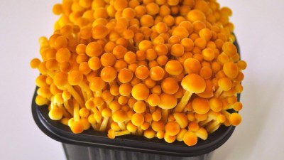 맛있는 갈색팽이버섯 특가 할인! 득템 후기와 꿀팁 대방출🍄